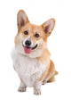 Welsh Corgi Dog Wall Decal