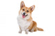 Welsh Corgi Pembroke Dog Sticking Out Tongue Wall Decal