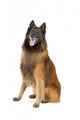 Belgian Shepherd Tervuren Sticking Wall Decal