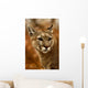 Wild Puma Cougar Wall Mural
