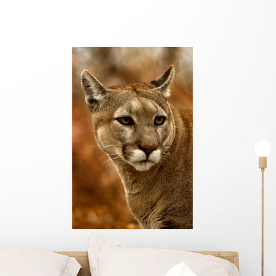 Wild Puma Cougar Wall Mural shown on a wall
