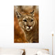 Wild Puma Cougar Wall Mural