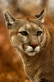 Wild Puma Cougar Wall Mural