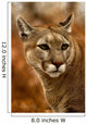 Wild Puma Cougar Wall Mural