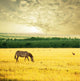 Zebra on sunrise Wall Mural