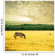 Zebra on sunrise Wall Mural
