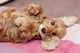 Cocker Spaniel Wall Mural