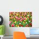 Colorful Tulips
