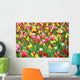 Colorful Tulips