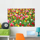 Colorful Tulips