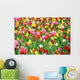 Colorful Tulips
