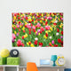 Colorful Tulips