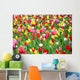 Colorful Tulips