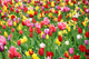 Colorful Tulips