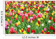 Colorful Tulips