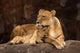 Mother Lioness Wall Mural