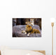 Animal - African Lion Panthera Leo Krugeri Wall Mural