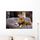 Animal - African Lion Panthera Leo Krugeri Wall Mural