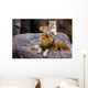 Animal - African Lion Panthera Leo Krugeri Wall Mural
