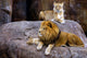 Animal - African Lion Panthera Leo Krugeri Wall Mural