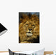 Animal - African Lion Panthera Leo Krugeri Wall Mural