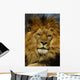 Animal - African Lion Panthera Leo Krugeri Wall Mural