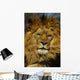Animal - African Lion Panthera Leo Krugeri Wall Mural