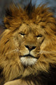 Animal - African Lion Panthera Leo Krugeri Wall Mural