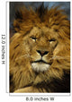 Animal - African Lion Panthera Leo Krugeri Wall Mural