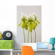 Paphiopedilum maudiae femma;Venlo holland Wall Mural