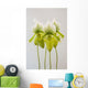 Paphiopedilum maudiae femma;Venlo holland Wall Mural