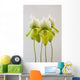 Paphiopedilum maudiae femma;Venlo holland Wall Mural