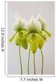 Paphiopedilum maudiae femma;Venlo holland Wall Mural