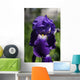 Flower Irises Wall Mural