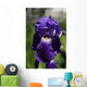 Flower Irises Wall Mural