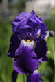 Flower Irises Wall Mural