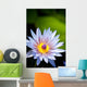 Blue water lily flower Wall Mural