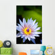 Blue water lily flower Wall Mural