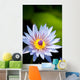 Blue water lily flower Wall Mural