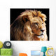 Lion Head