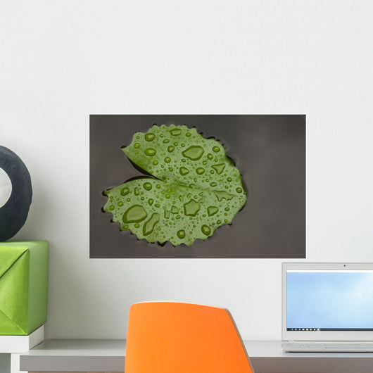 Raindrop Lotus Leaf