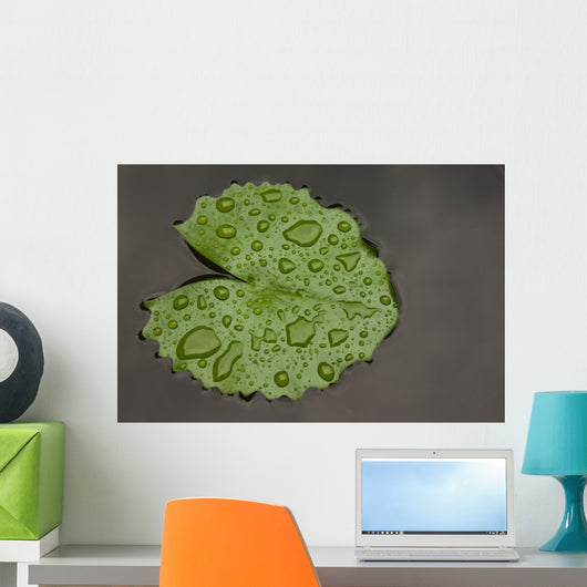 Raindrop Lotus Leaf