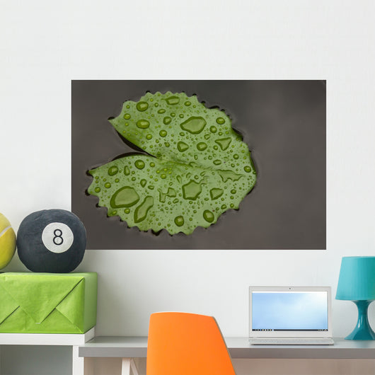Raindrop Lotus Leaf
