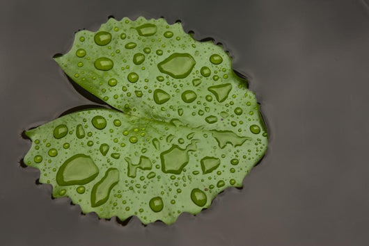 Raindrop Lotus Leaf