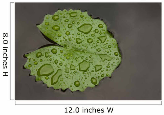 Raindrop Lotus Leaf
