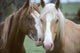 Two Horses Loving Wall Mural