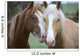 Two Horses Loving Wall Mural