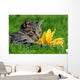 Cat with Sunflower