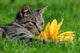 Cat with Sunflower