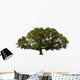 big tree Wall Decal